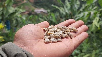 coffee beans in hand