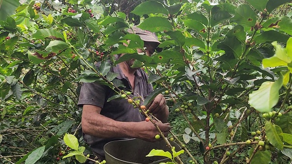 colombian coffee farmer picking coffee