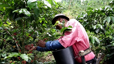 colombian picking coffee