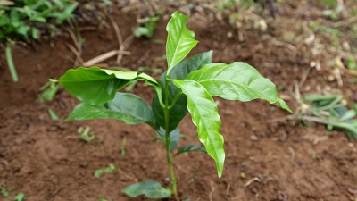 sustainability coffee plant